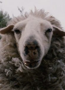 Caratula Black Sheeps